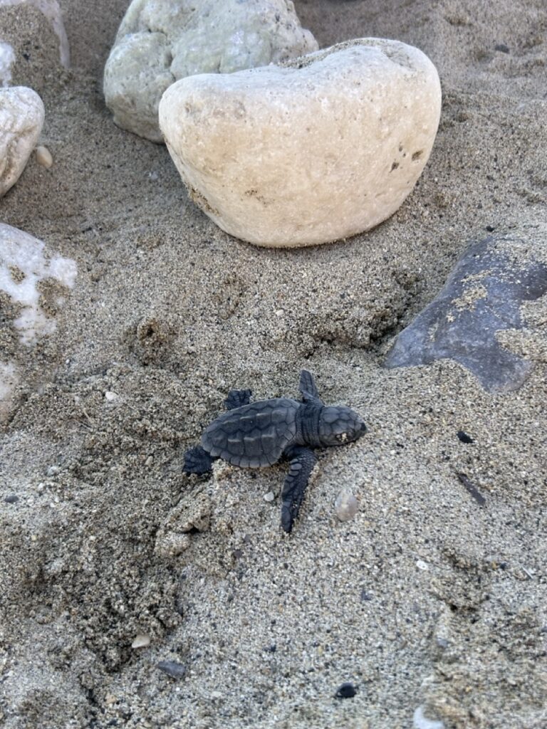 Żółwie Caretta caretta Zakynthos mały żółwik