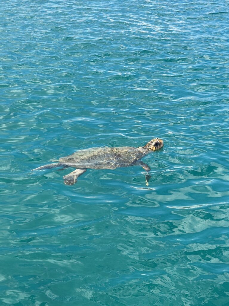 Żółwie Caretta caretta